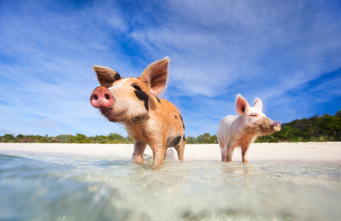 Two pigs of exumas in the shore ready to swim 